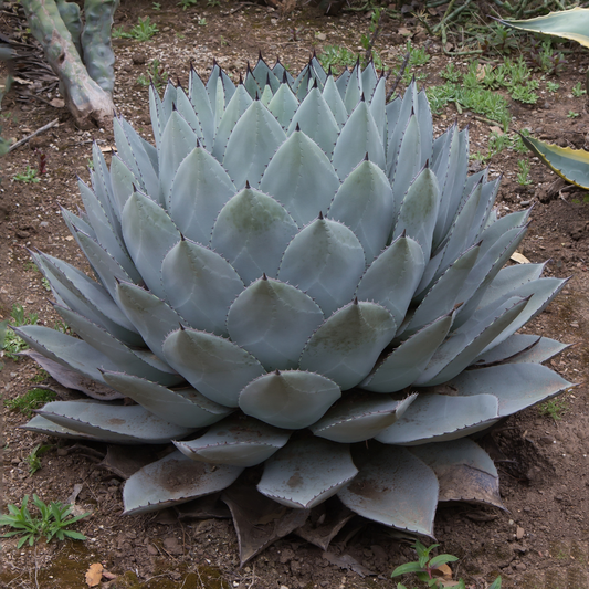 Desert Rose Agave