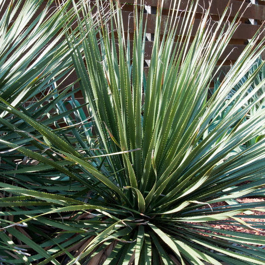 Desert Spoon