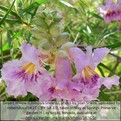 Desert Willow