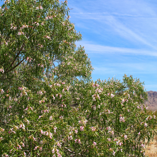 Desert Willow