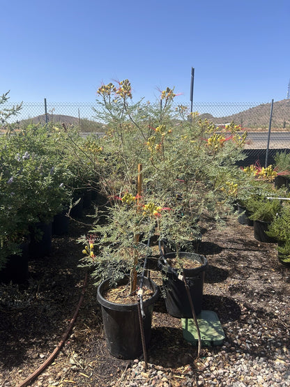 Desert Bird of Paradise