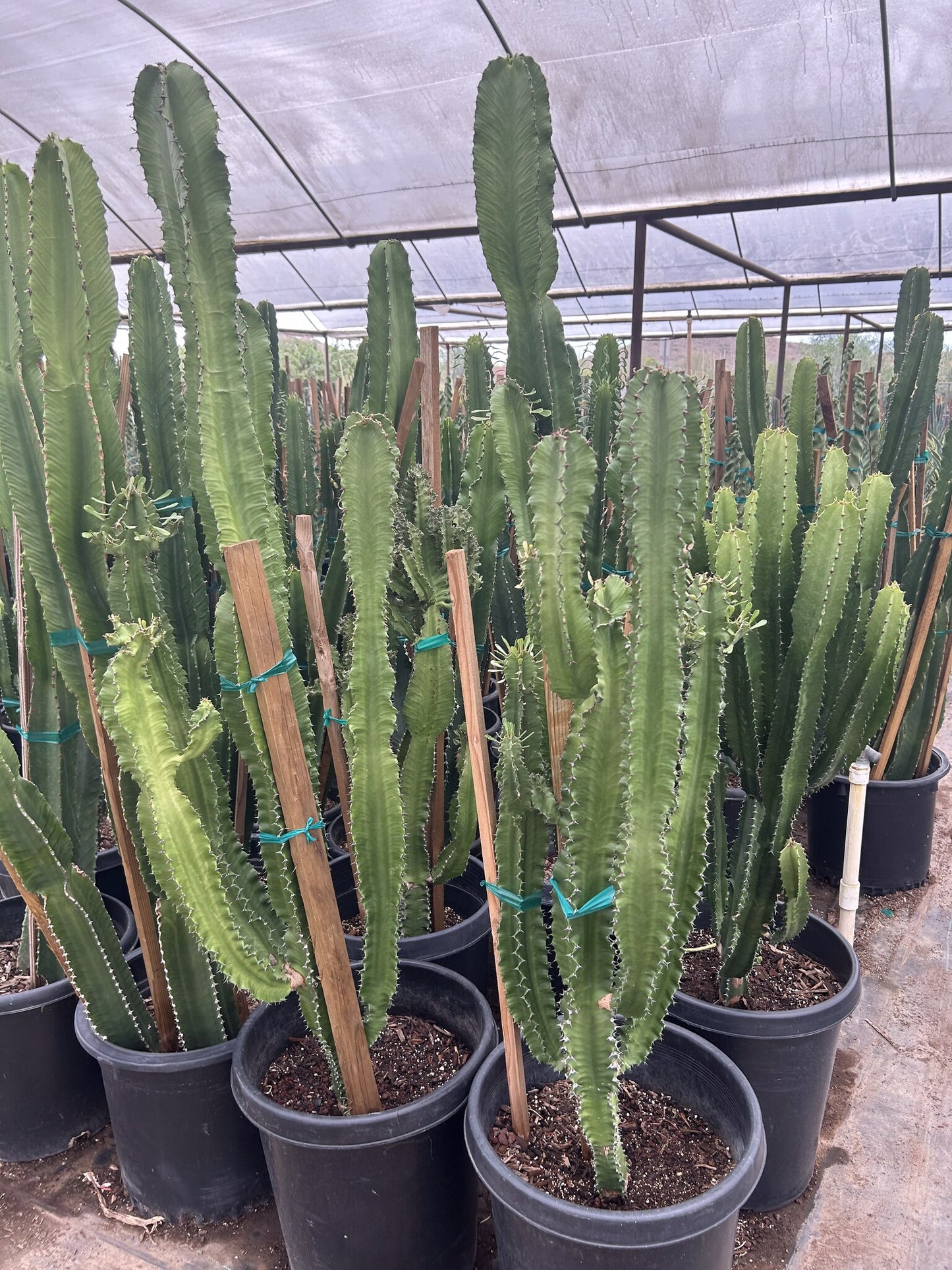 Desert Candle 10/15 Gallon