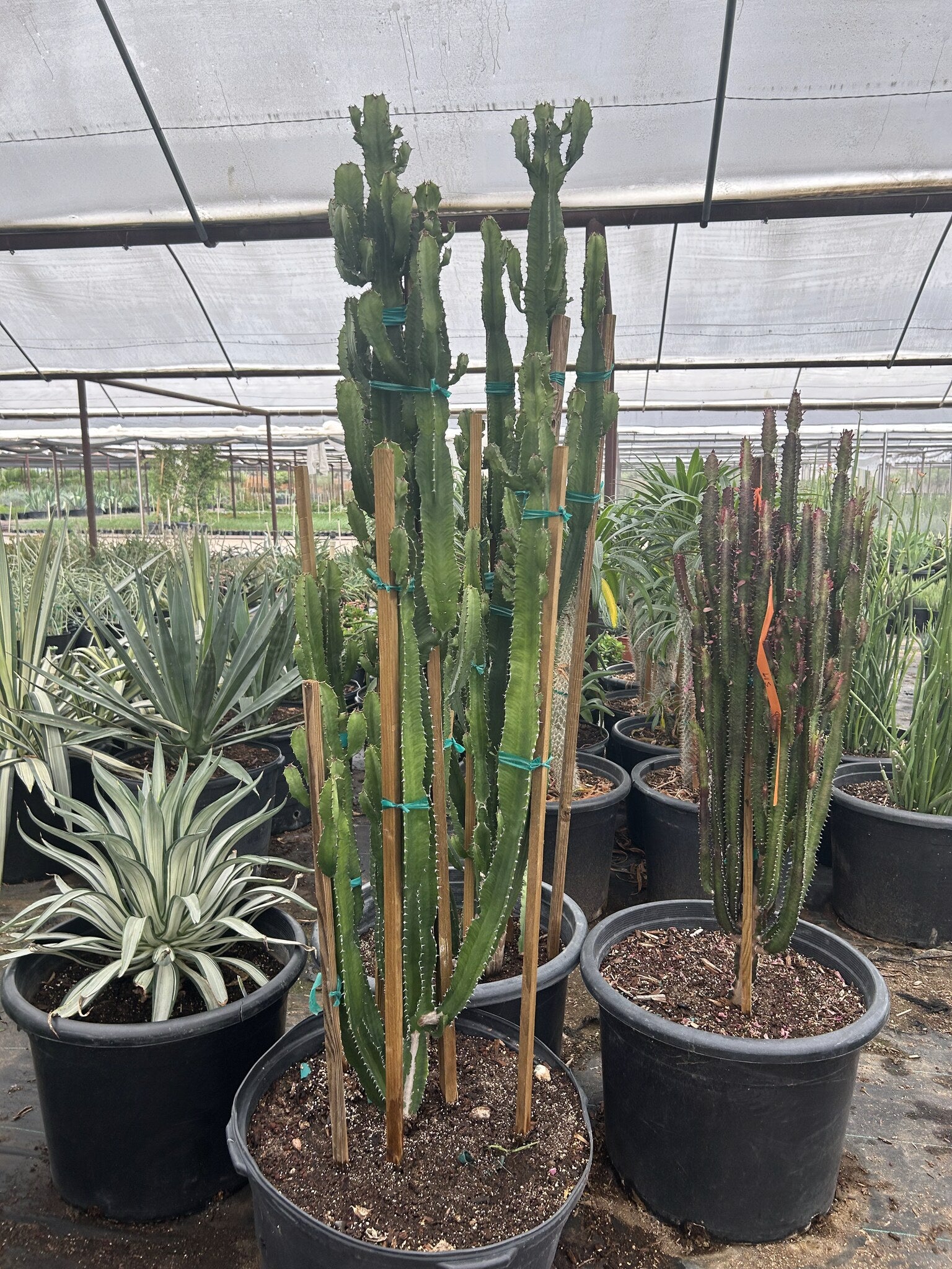 Desert Candle - 24"/25 Gallon