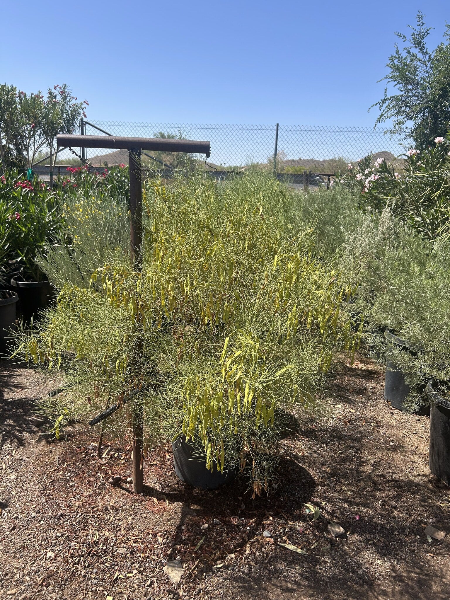Desert Cassia