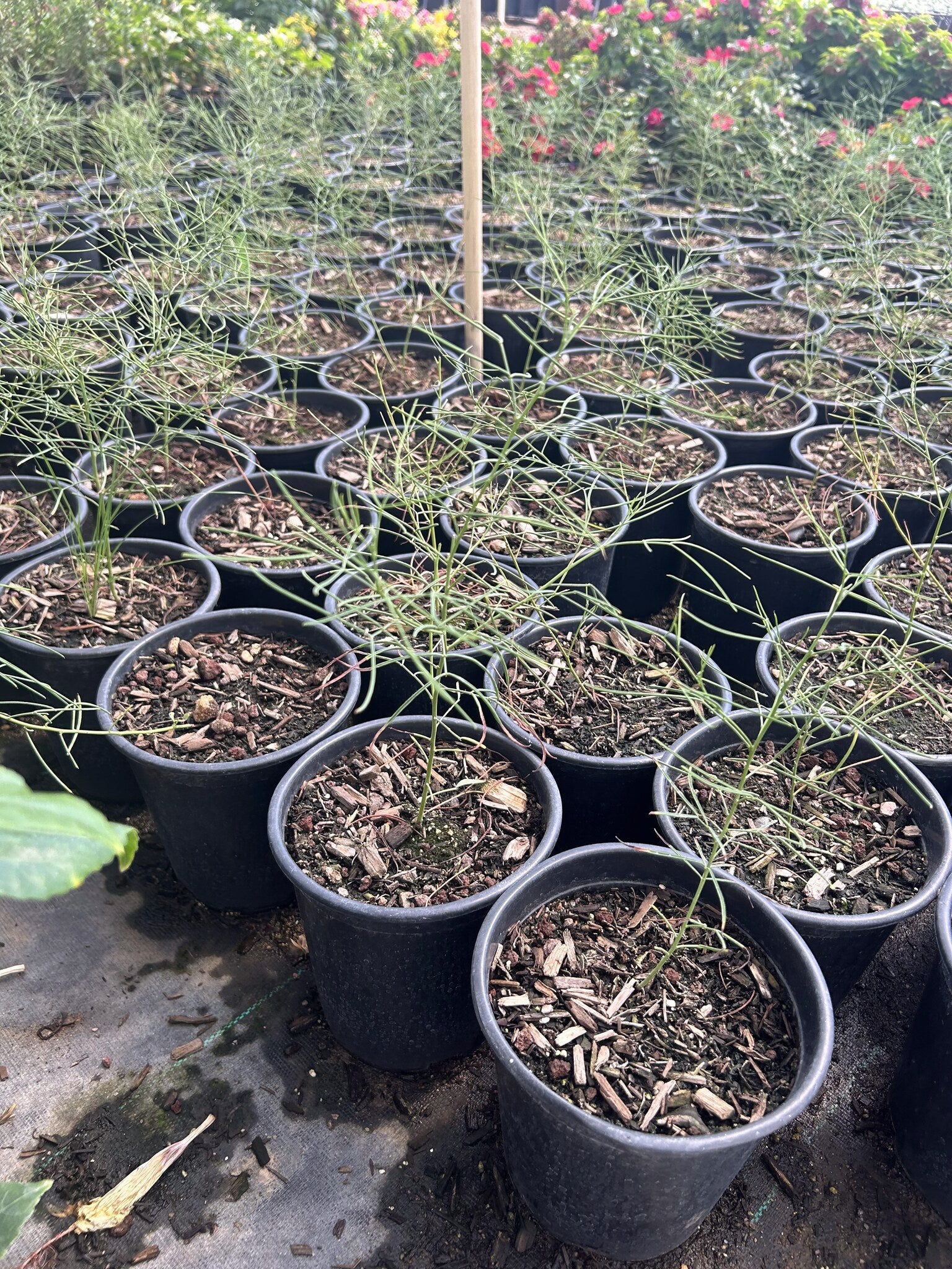 Desert Cassia