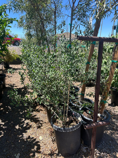 Desert Hackberry - 10/15 Gallon