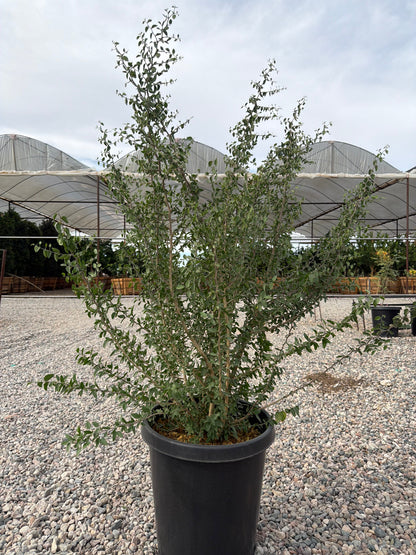 15 gallon Desert Hackberry (Celtis pallida) in nursery pot — Phoenix, AZ