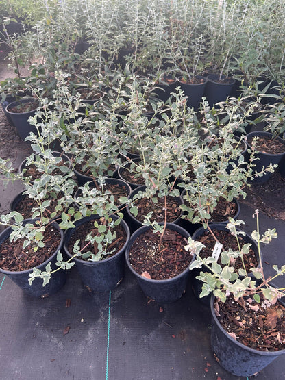 Desert Lavender