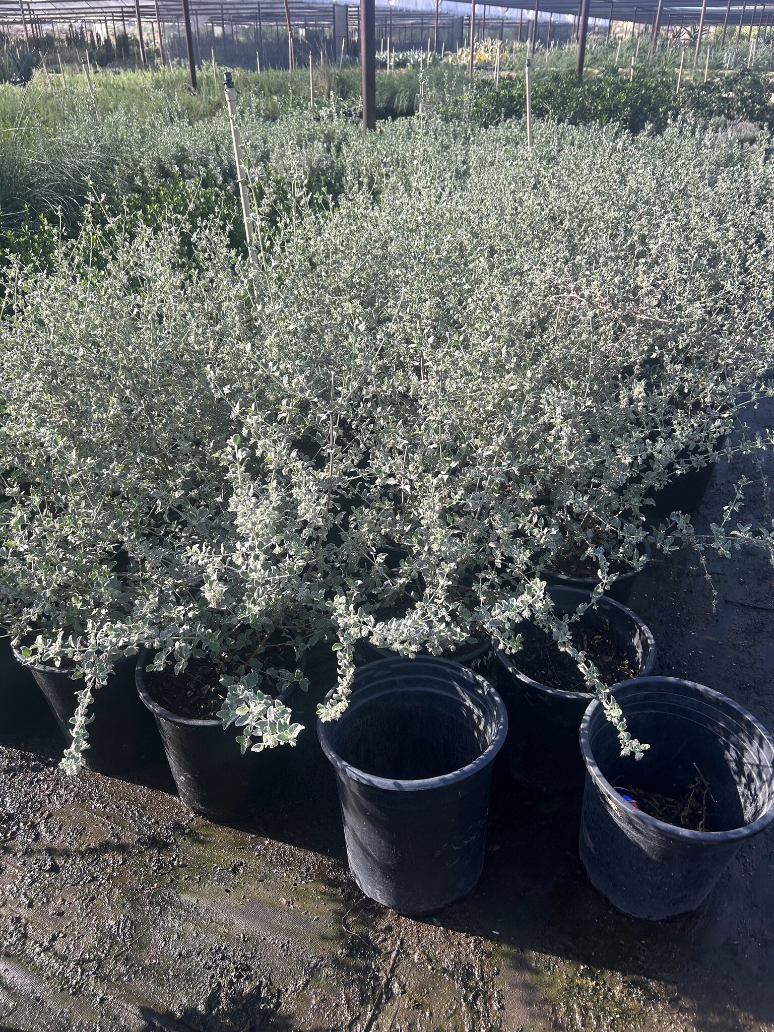 Desert Lavender