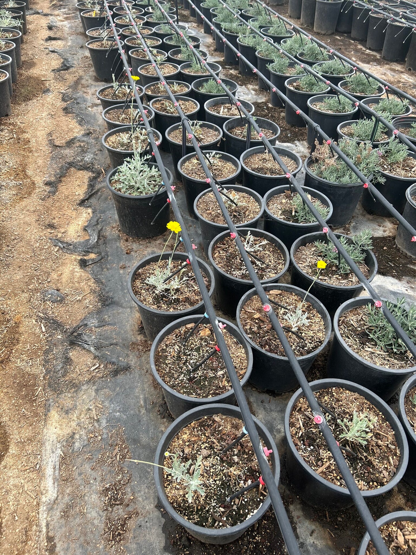 Desert Marigold - 3-5 Gallon