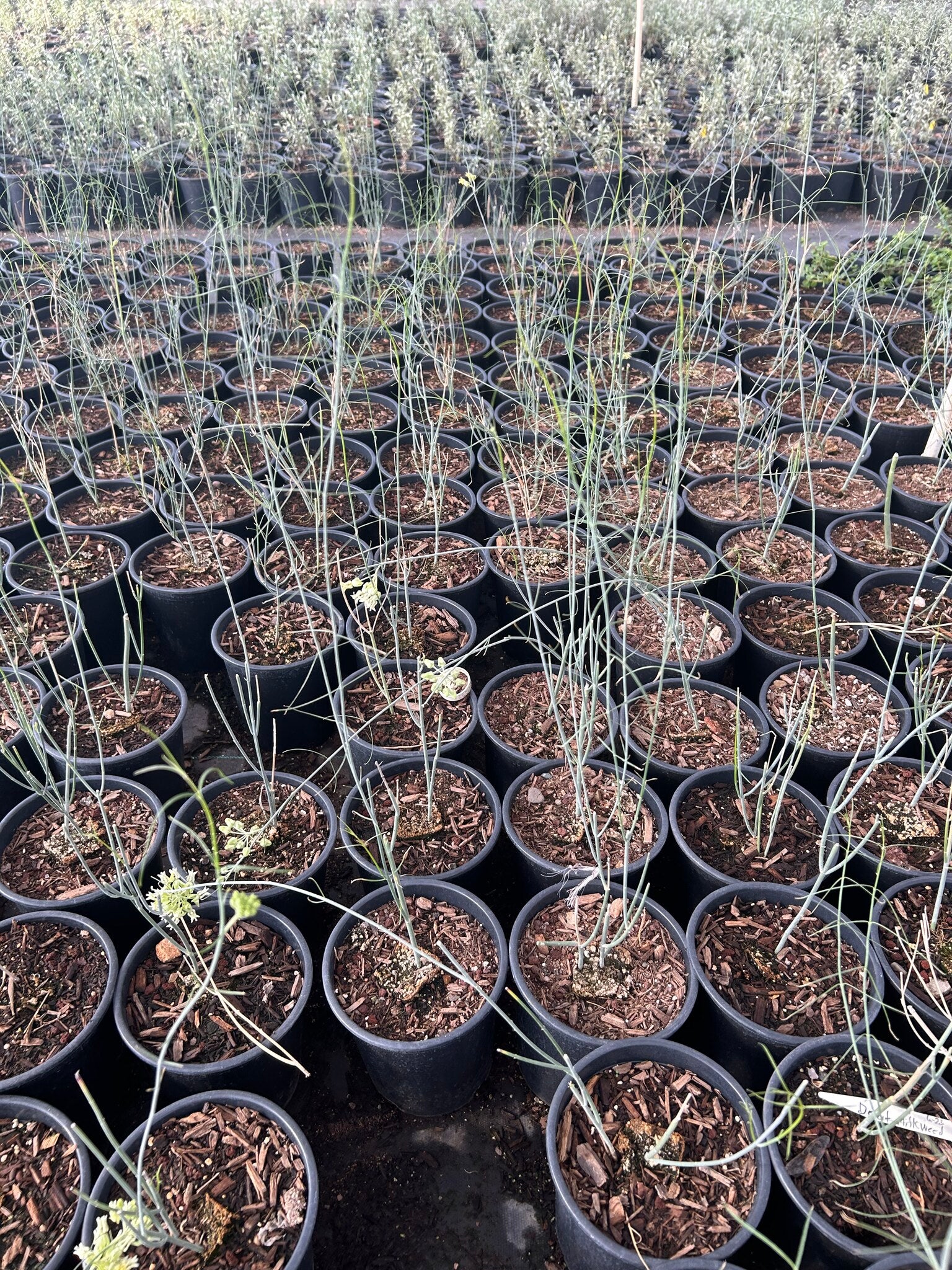 Desert Milkweed