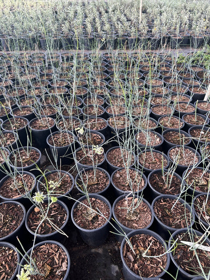 Desert Milkweed