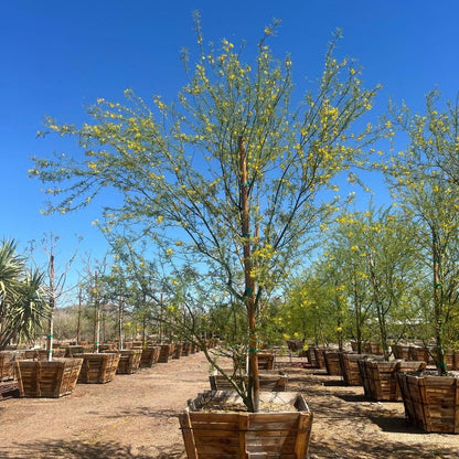 Desert Museum Palo Verde