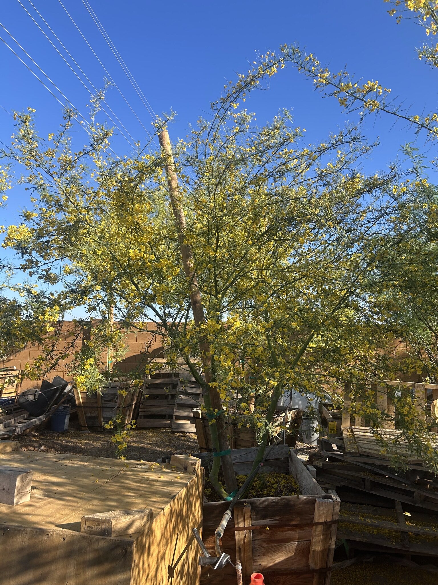 Desert Museum Palo Verde 36" Box