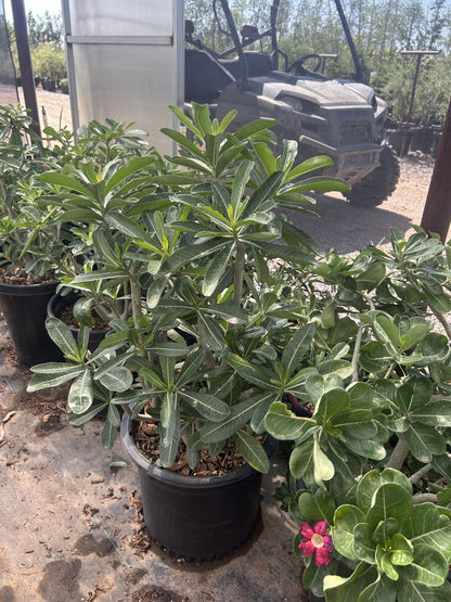 Desert Rose