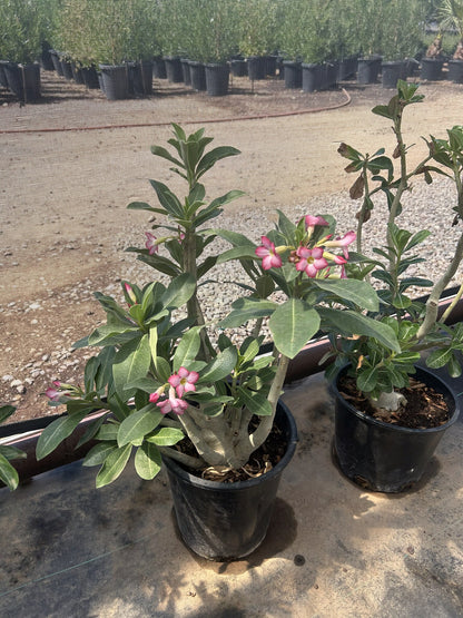 Desert Rose