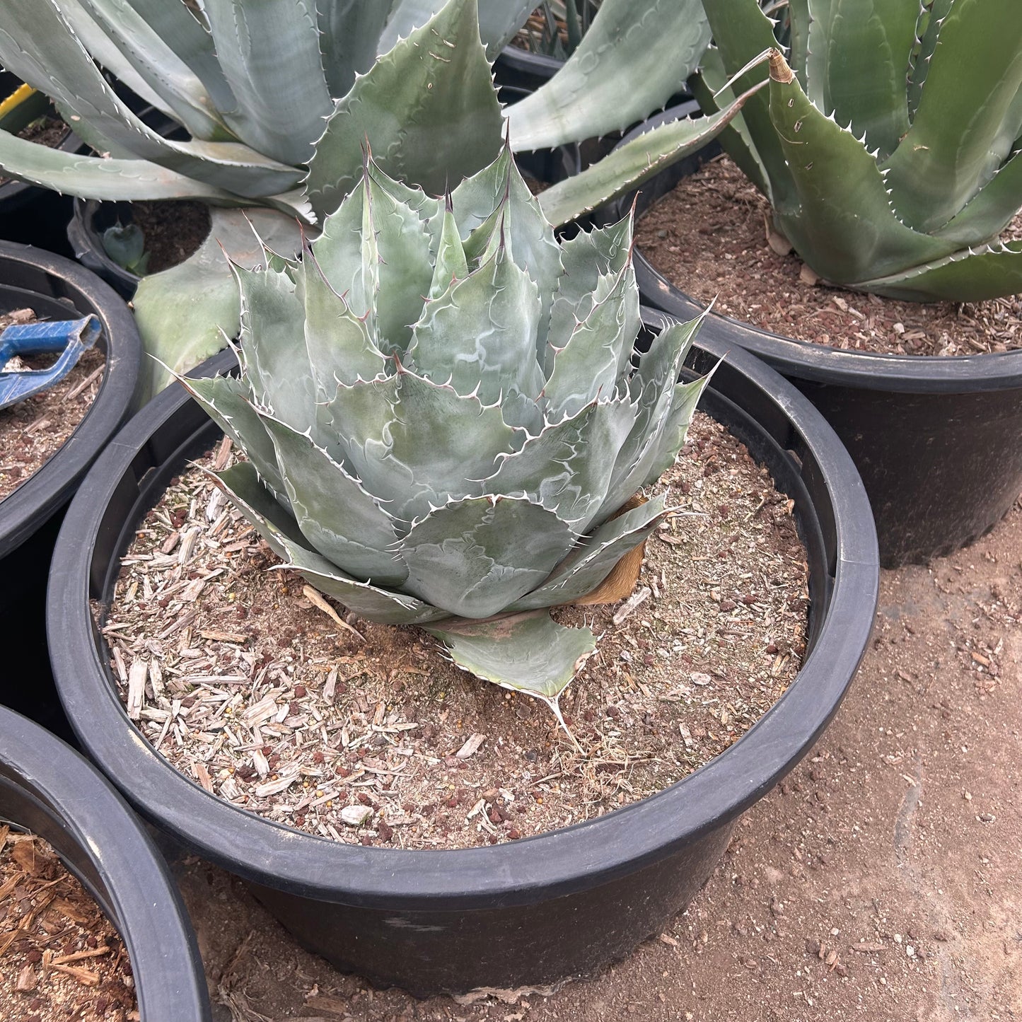 15 gallon Desert Rose Agave (Agave ovatifolia) in nursery pot — Phoenix, AZ