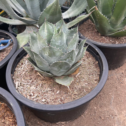 15 gallon Desert Rose Agave (Agave ovatifolia) in nursery pot — Phoenix, AZ