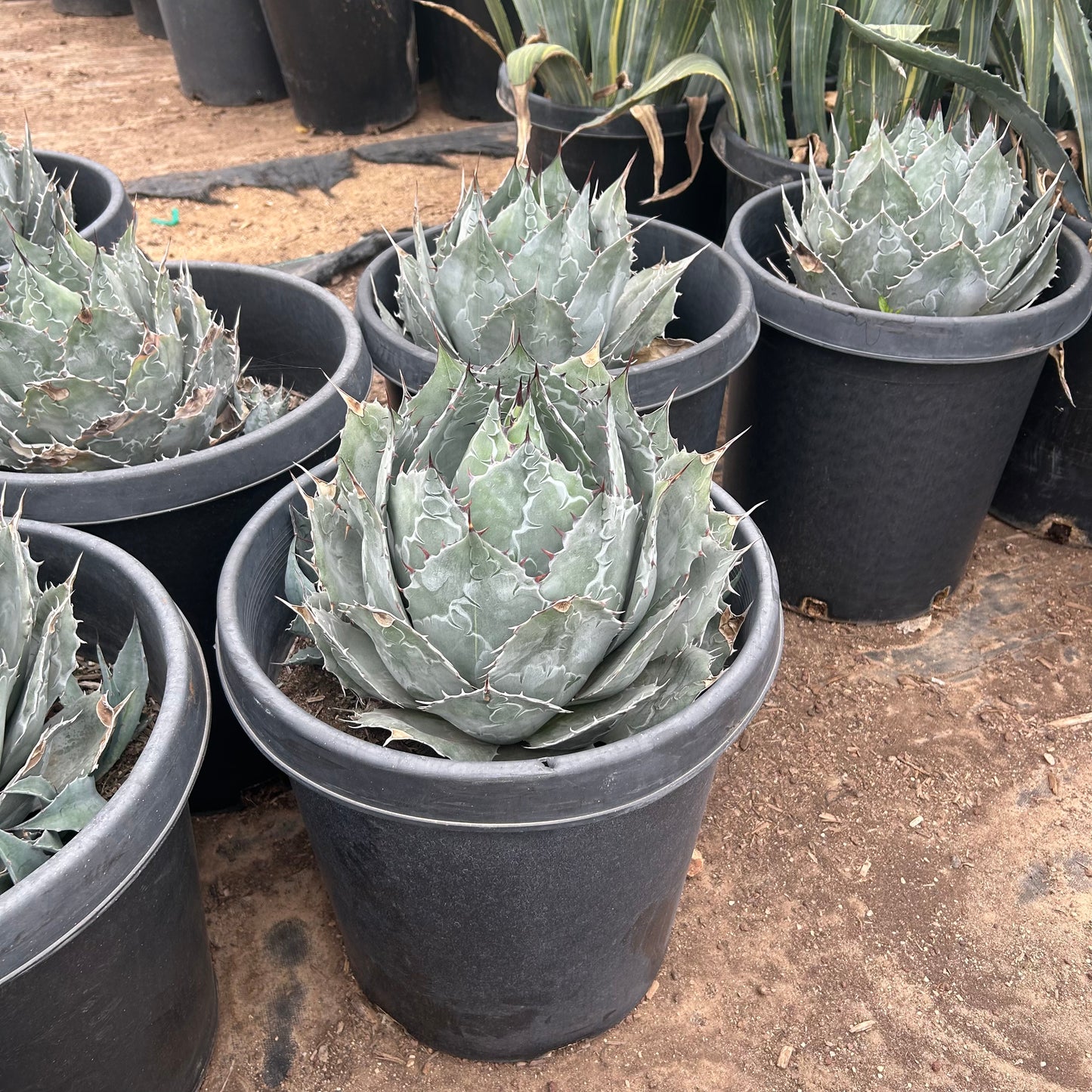 15 gallon Desert Rose Agave (Agave ovatifolia) in nursery pot — Phoenix, AZ
