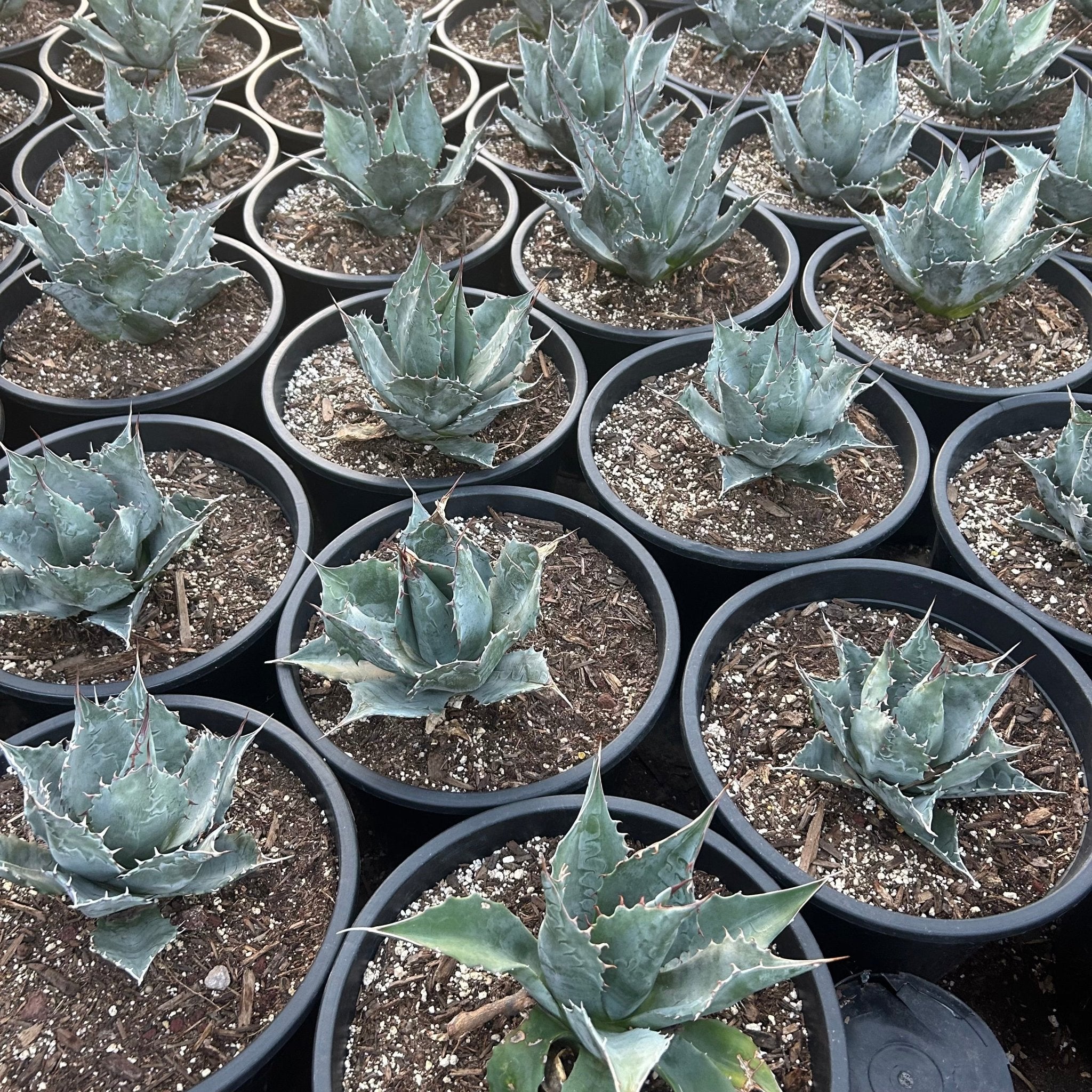 Buy Desert Rose Agave Phoenix, AZ | Agave parasana | Three Timbers