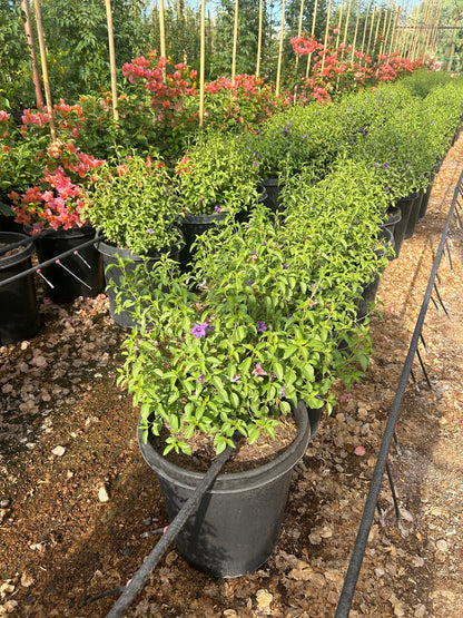 Desert Ruellia