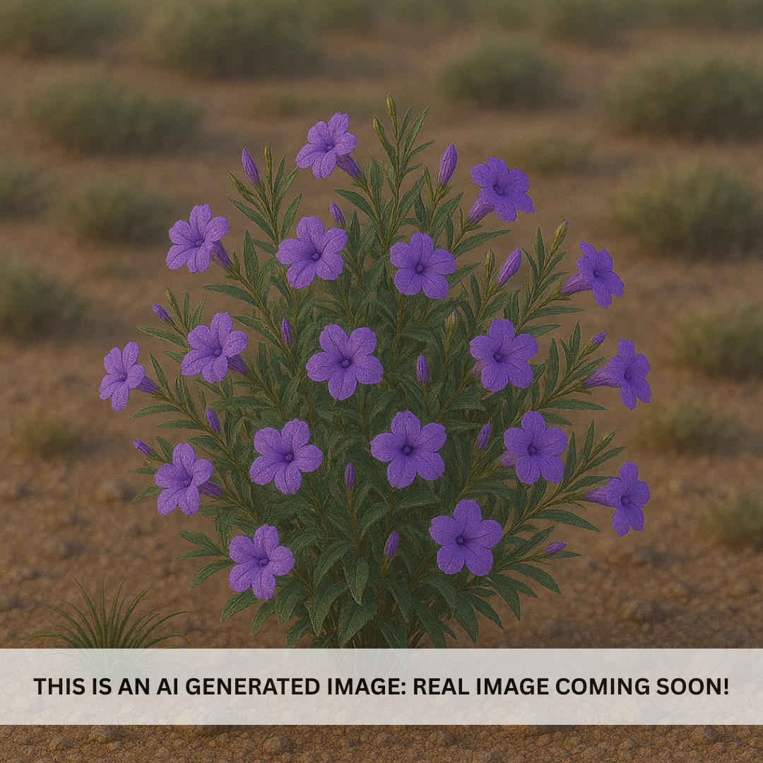 Desert Ruellia