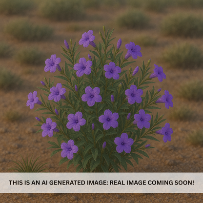 Desert Ruellia