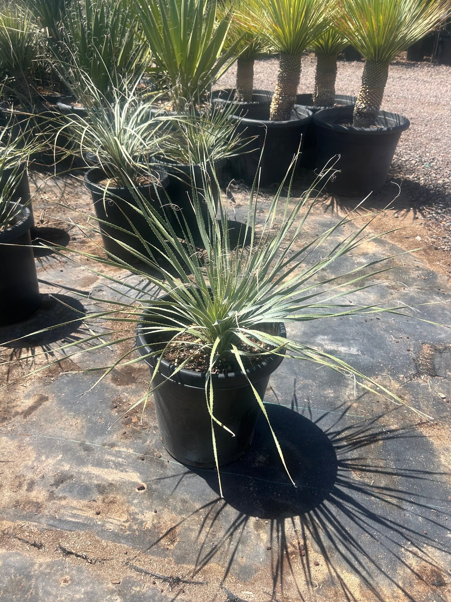 Desert Spoon