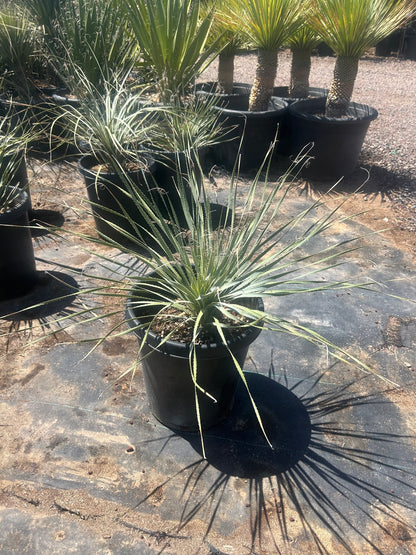 Desert Spoon