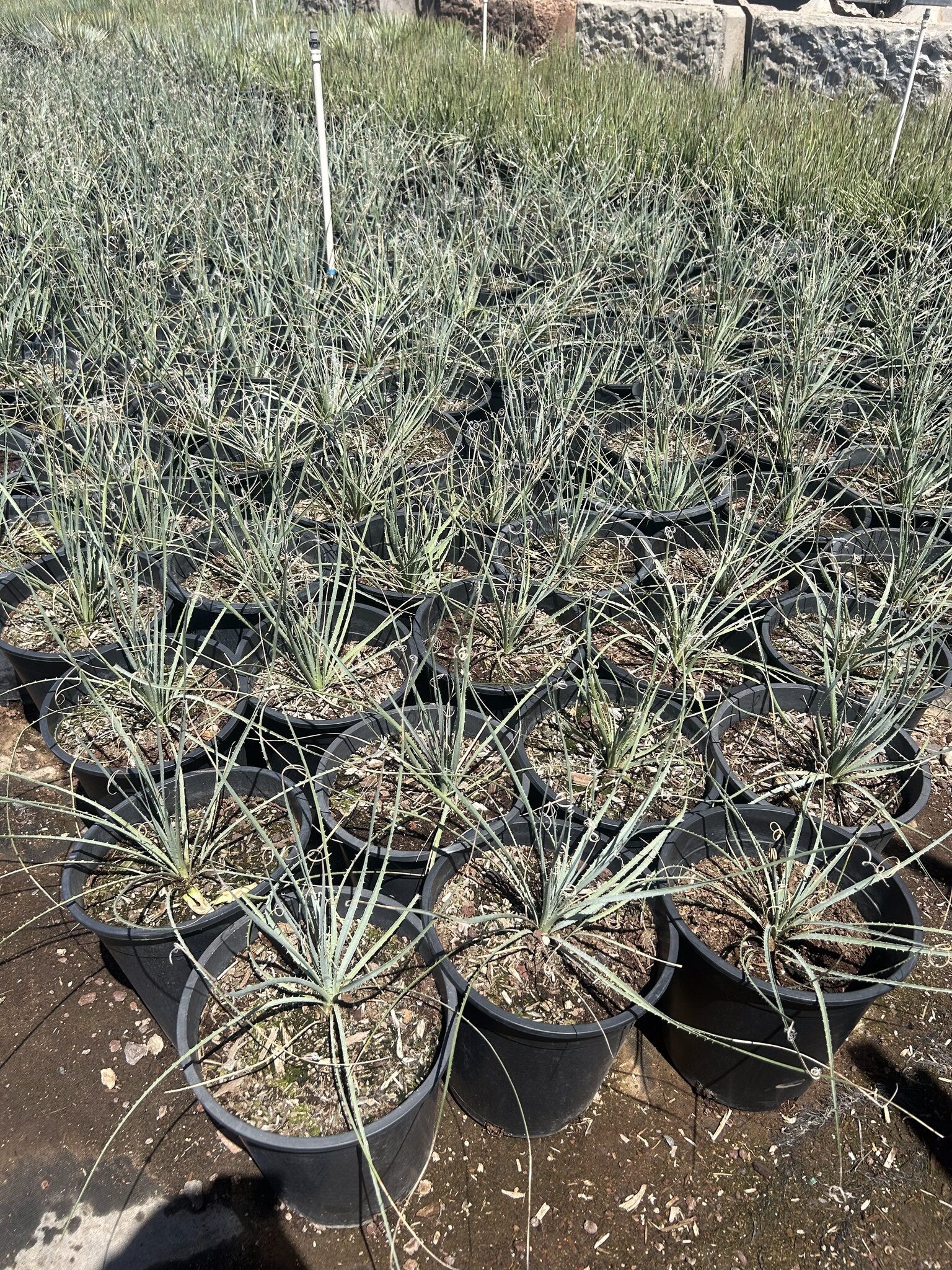 Desert Spoon