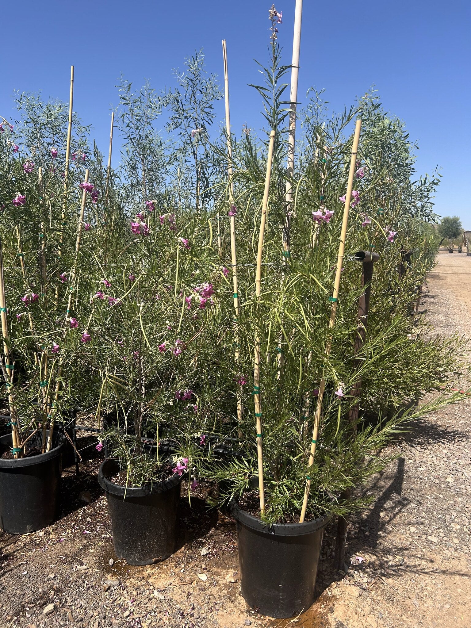 Desert Willow