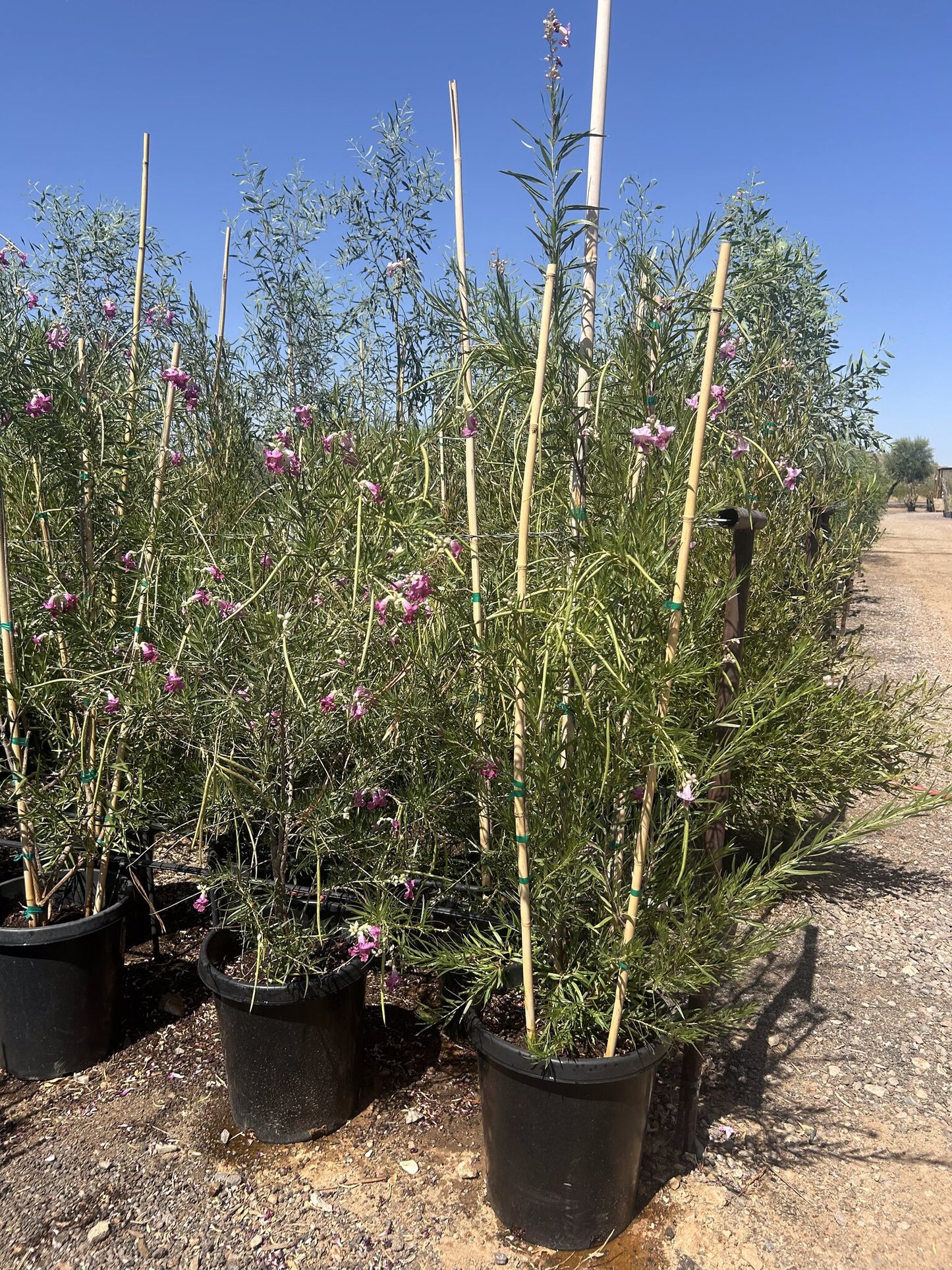 Desert Willow