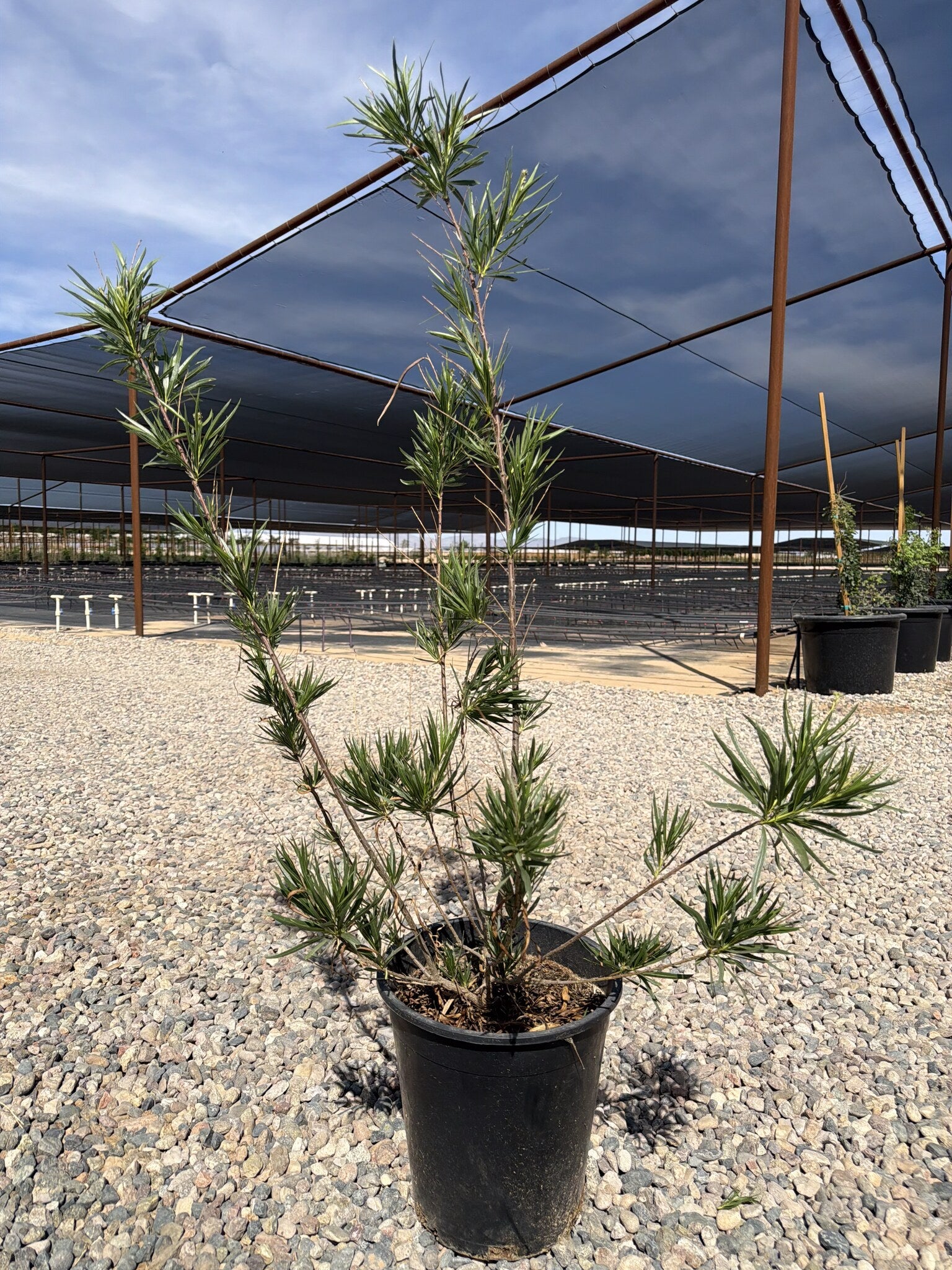 Desert Willow 3/5 Gallon