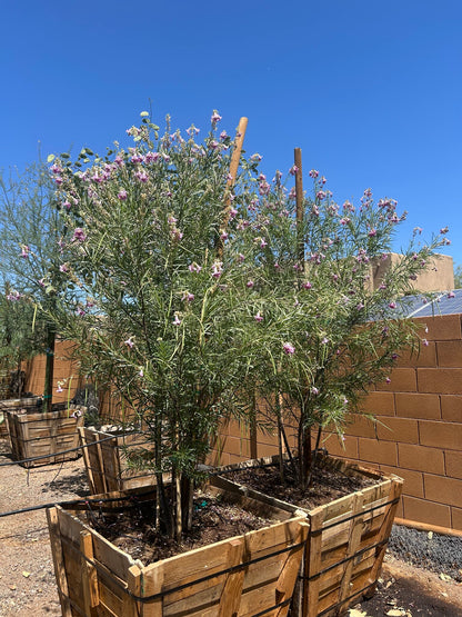 Desert Willow