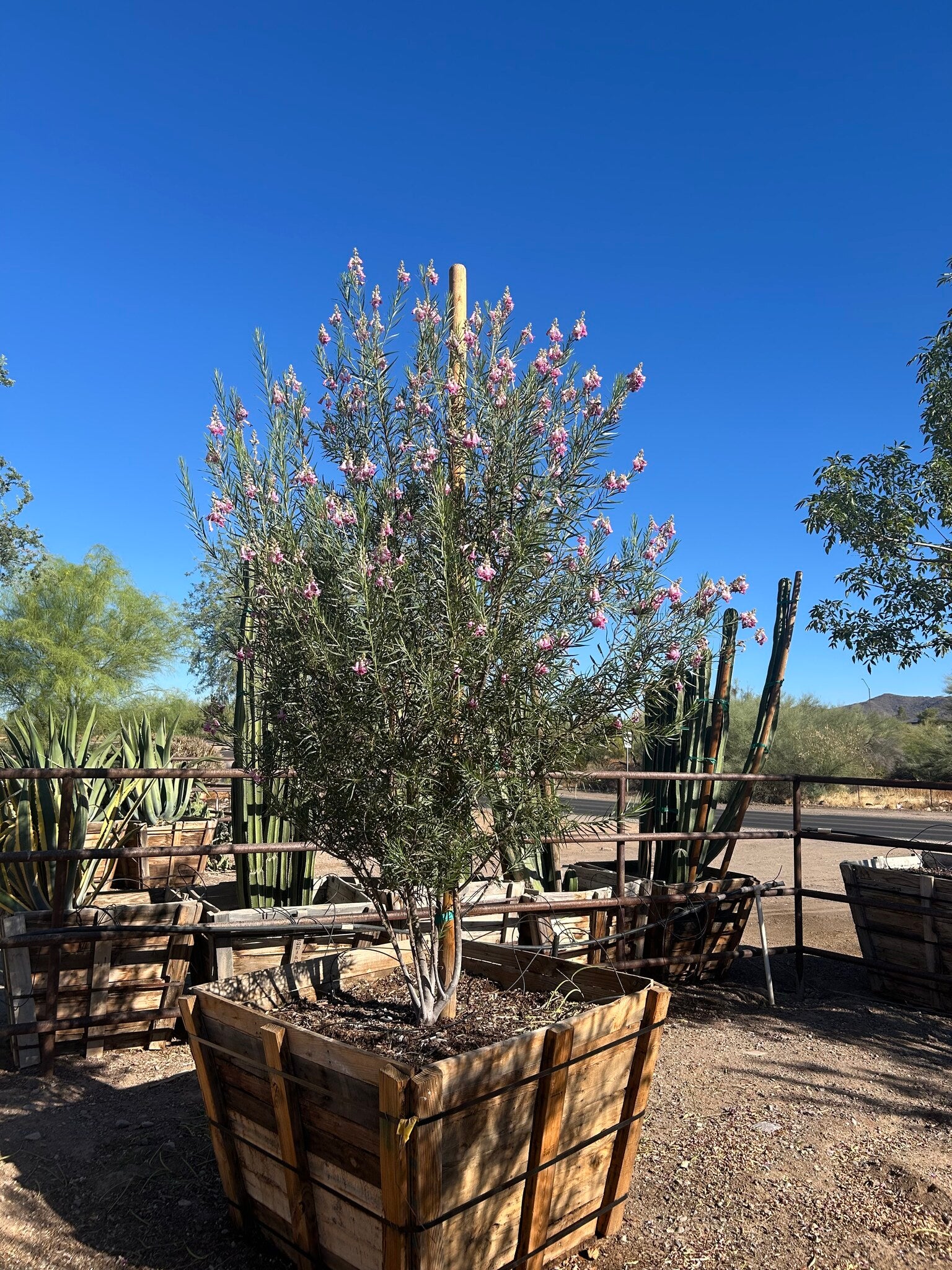 Desert Willow - 48