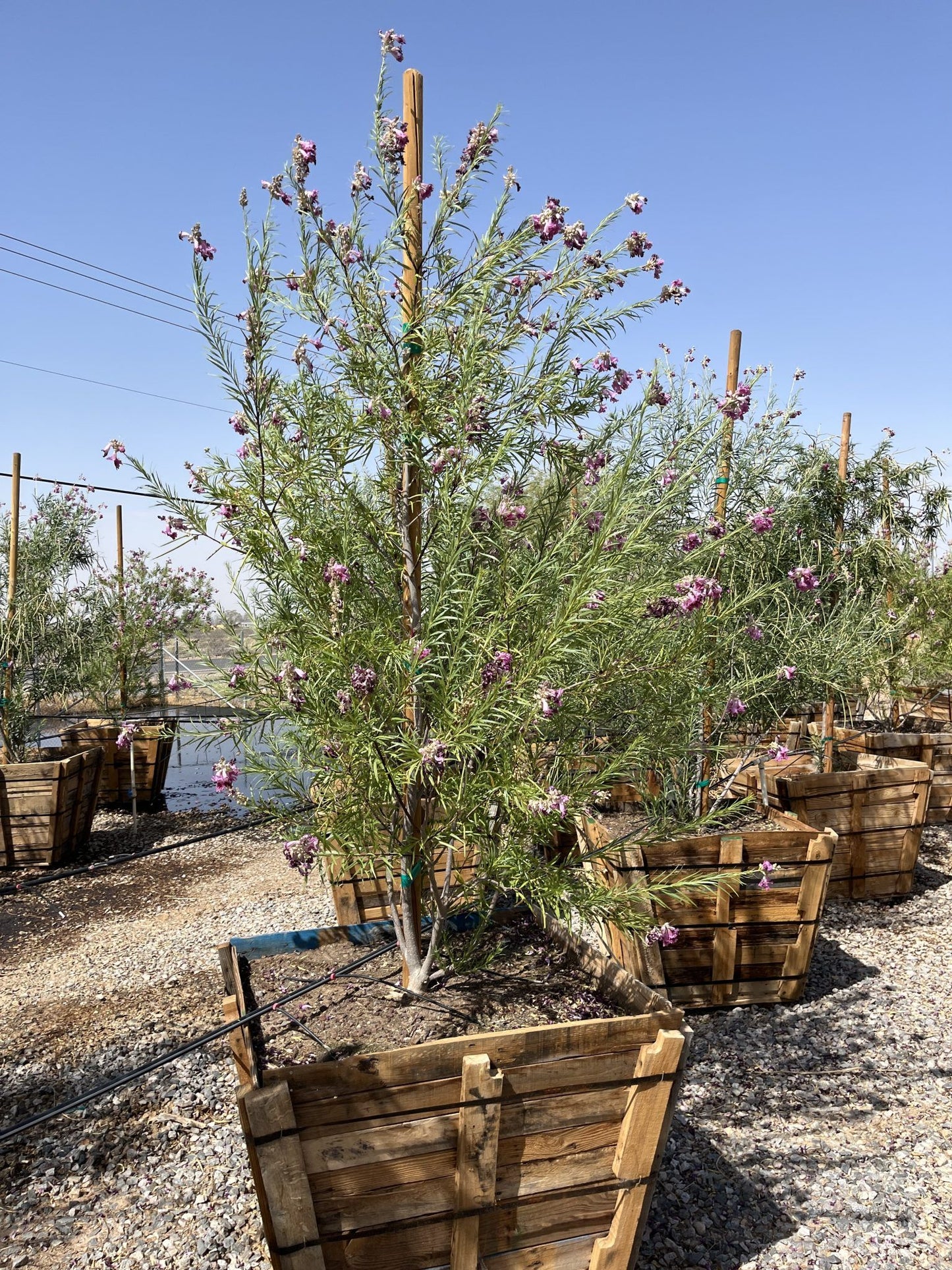 Sweet Bubba Desert Willow