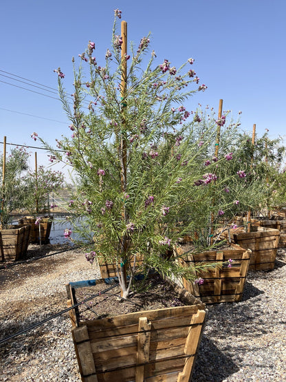Sweet Bubba Desert Willow