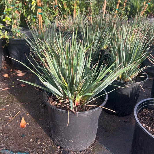 5 gallon Dianella Little Rev Flax Lily (Dianella revoluta 'Little Rev') in nursery pot — Phoenix, AZ