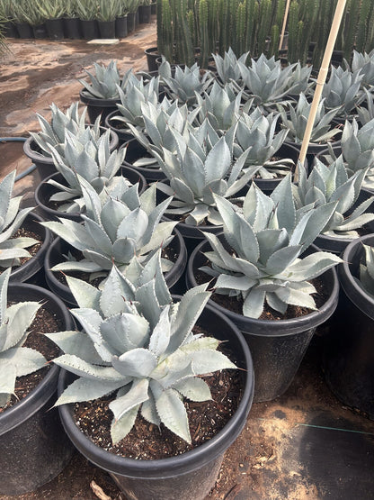 Dragon Toes Agave