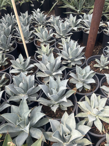 Dragon Toes Agave