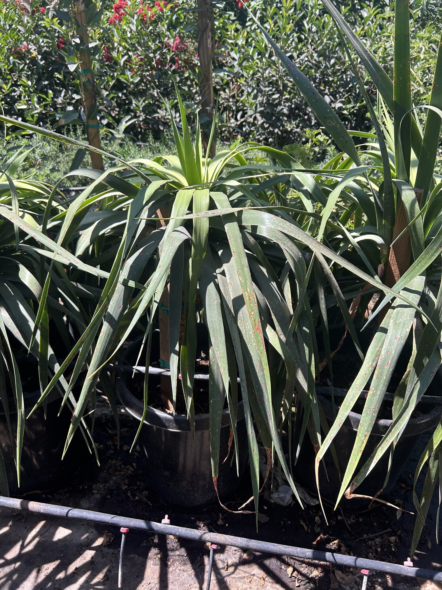 Dragon Tree 10/15 Gallon
