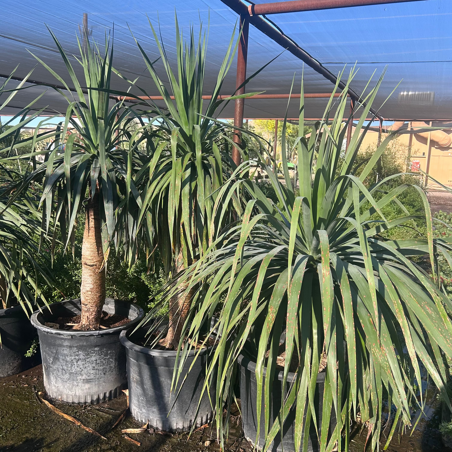 25 gallon Dragon Tree (Dracaena draco) in nursery pot — Phoenix, AZ