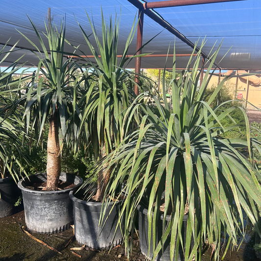 25 gallon Dragon Tree (Dracaena draco) in nursery pot — Phoenix, AZ