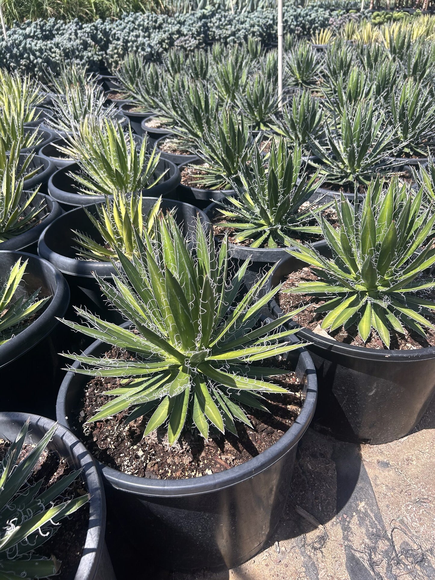 Durango Delight Agave