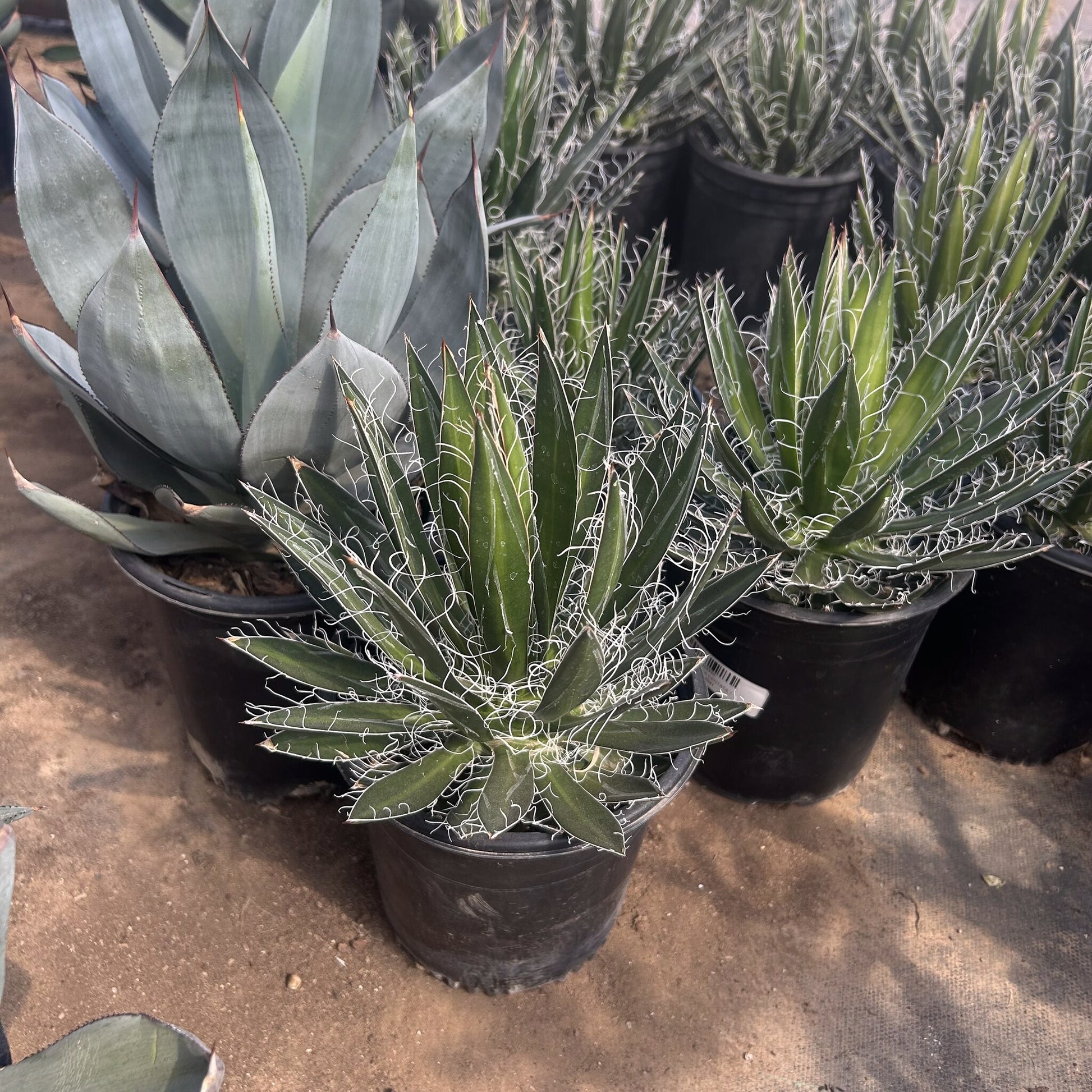 Durango Delight Agave 1 Gallon