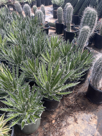 Durango Delight Agave