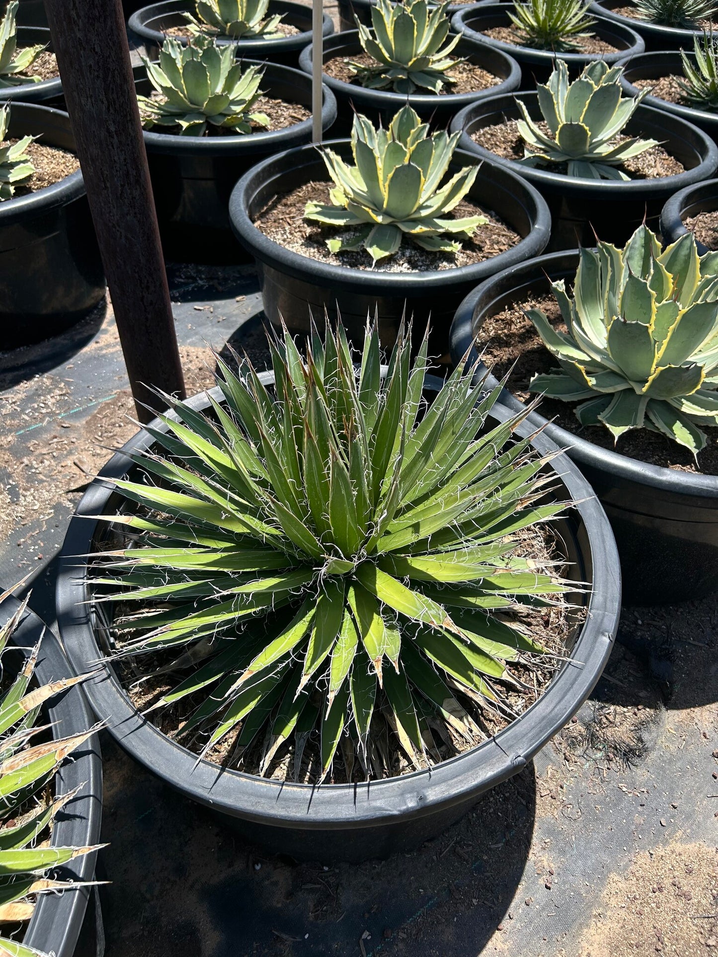 Durango Delight Agave