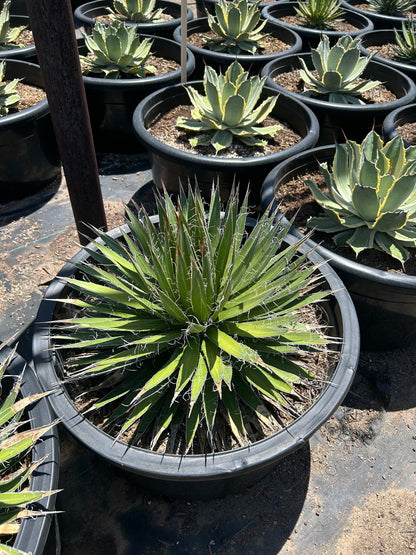 Durango Delight Agave