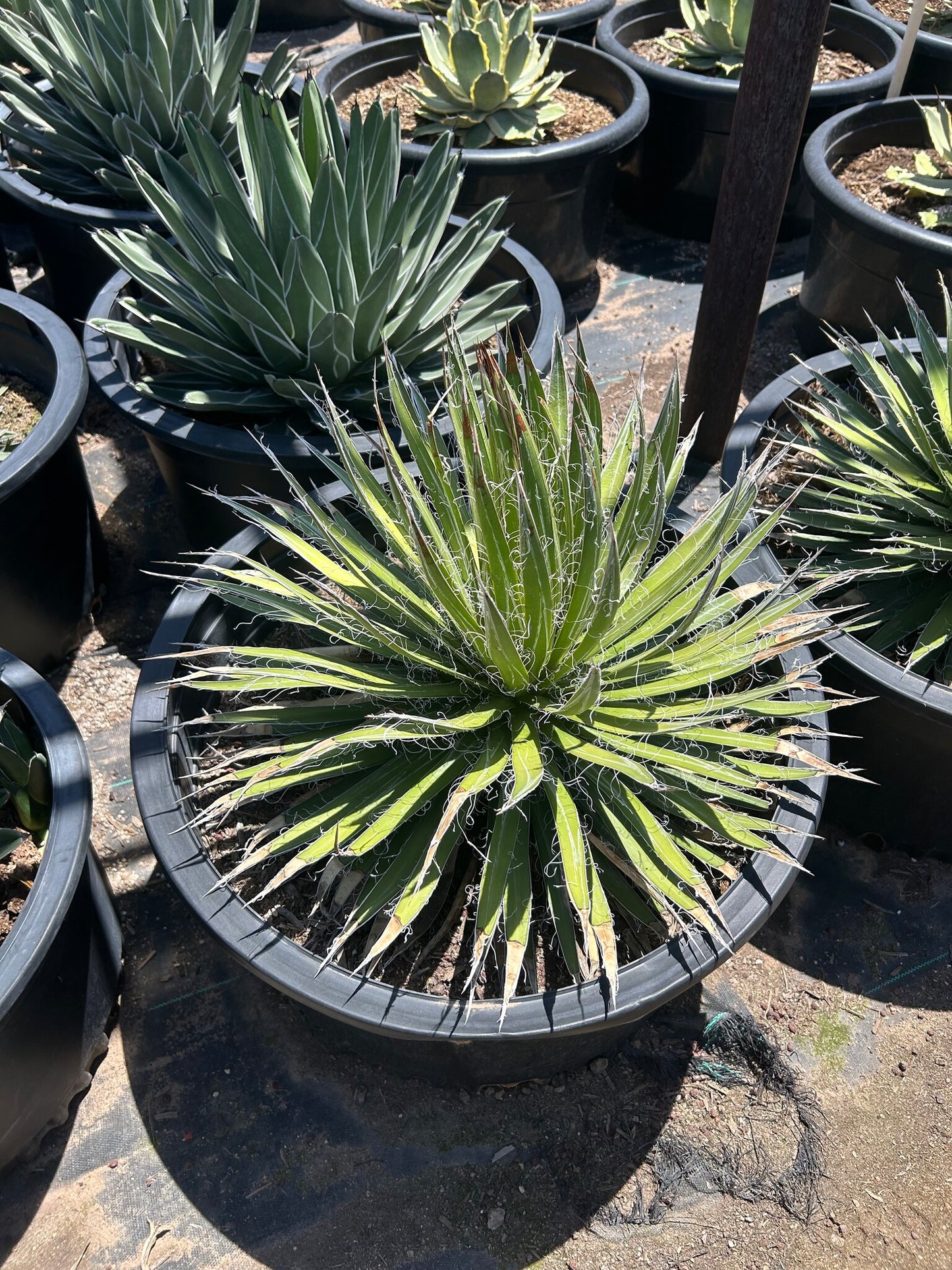 Durango Delight Agave