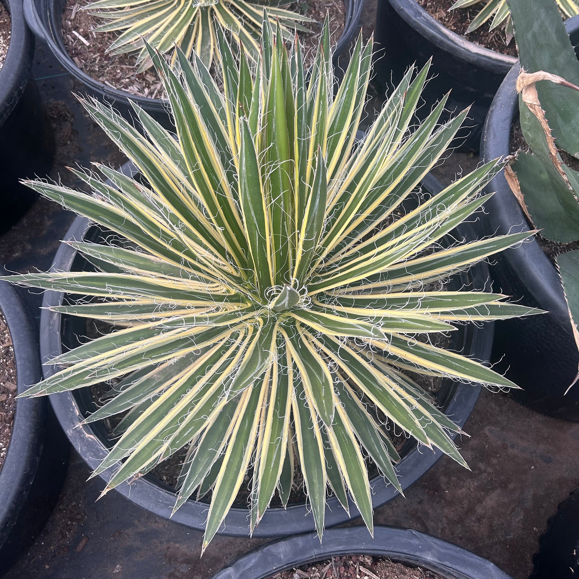 25 gallon Durango Delight Variegated Agave (Agave 'Durango Delight' Variegated) in nursery pot — Phoenix, AZ